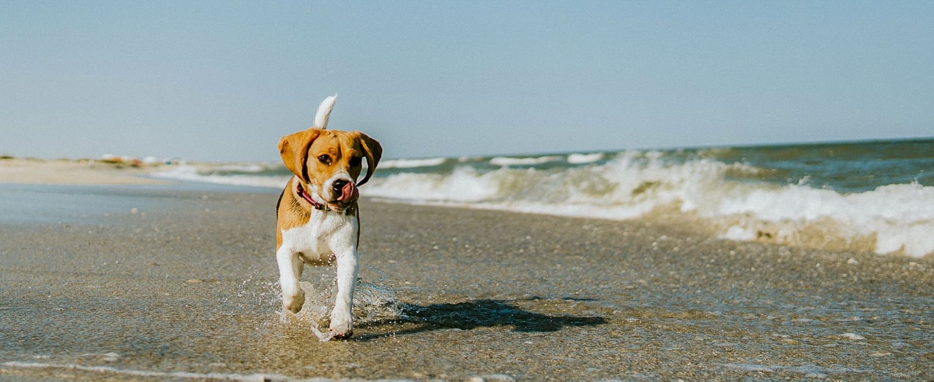 Pet Friendly Falmouth Tides