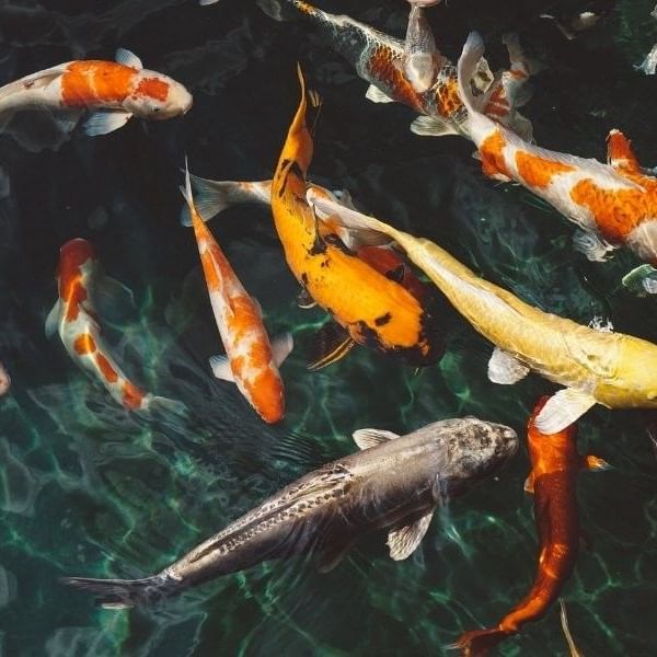Feeding of the Koi Fish at Berkeley Hotel Asbury Park
