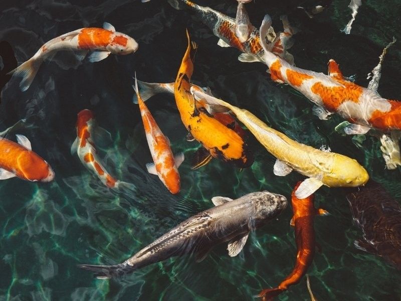 Feeding of the Koi Fish at Berkeley Hotel Asbury Park