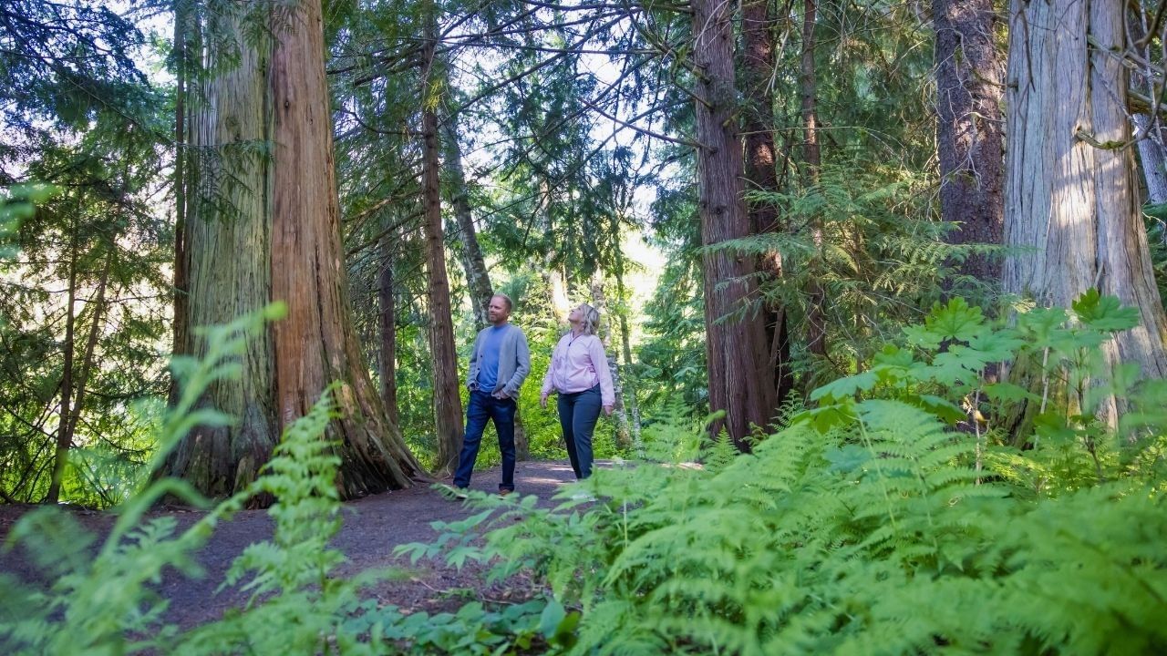 Two hikers walking on a forest trail surrounded by towering trees and lush green ferns near Whistler Village