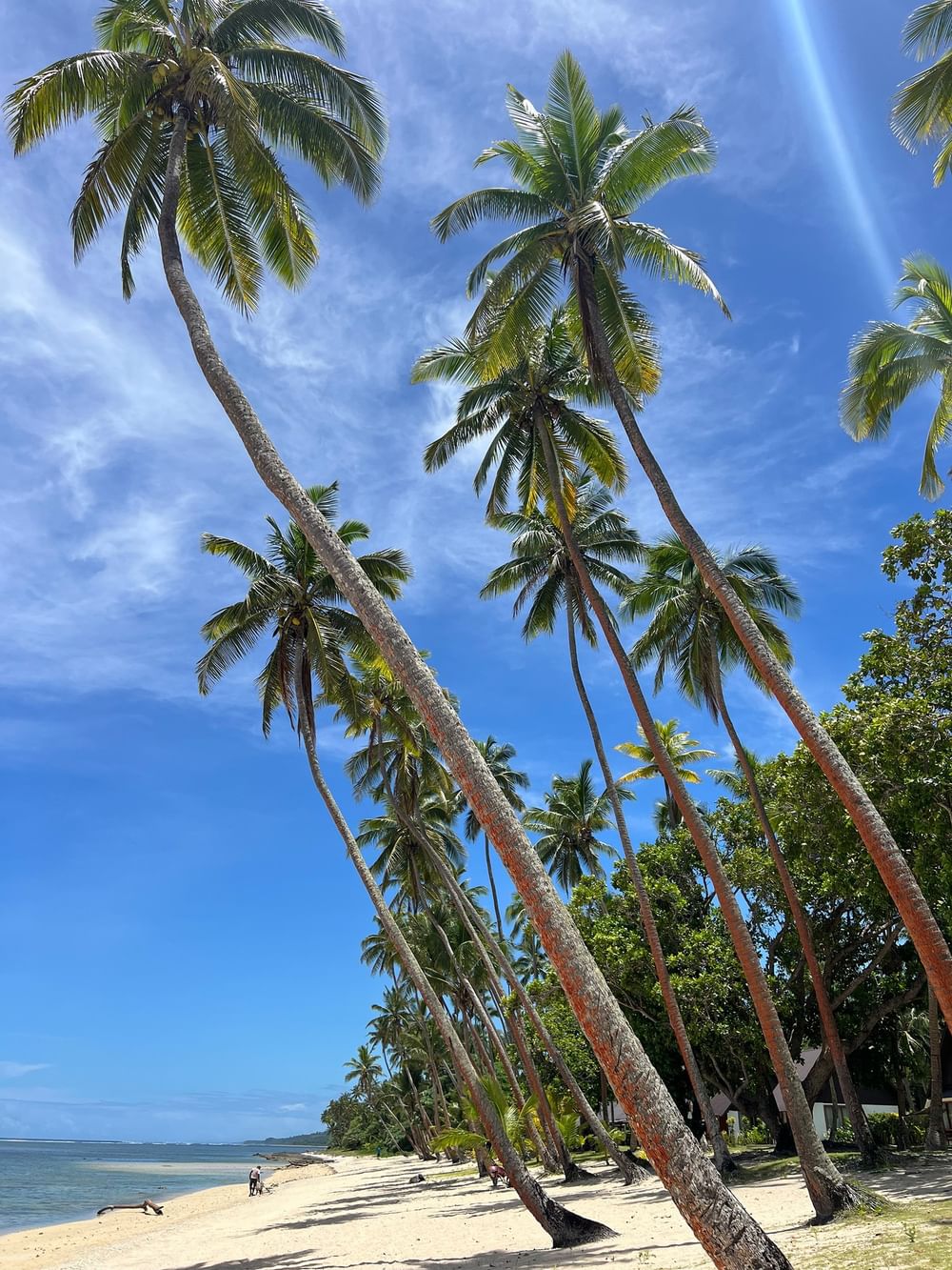 Tall palm trees on sandy beach with blue sky at Tambua Sands Beach Resort in Sigatoka.