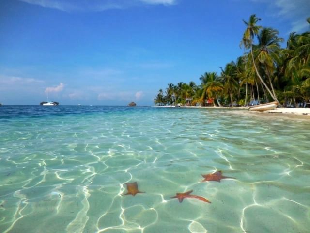 starfish in ocean