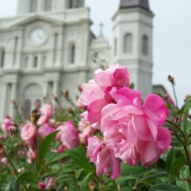 Rose flowers in St. Louis Cathedral garden, La Galerie Hotel