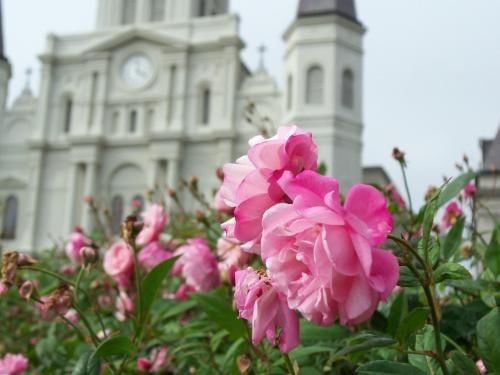 Rose flowers in St. Louis Cathedral garden, La Galerie Hotel