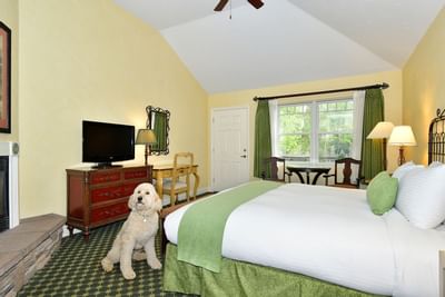 Pet-friendly hotel room with dog