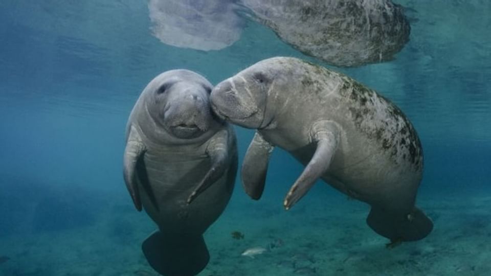 Manatees in Sea near Legacy Vacation Resorts