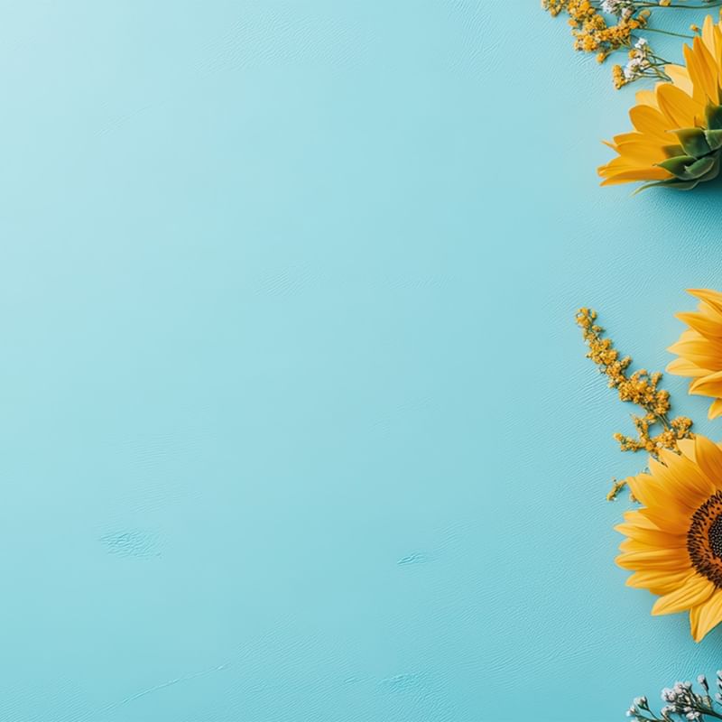 Three sunflowers with buds and leaves on blue background where spring begins.