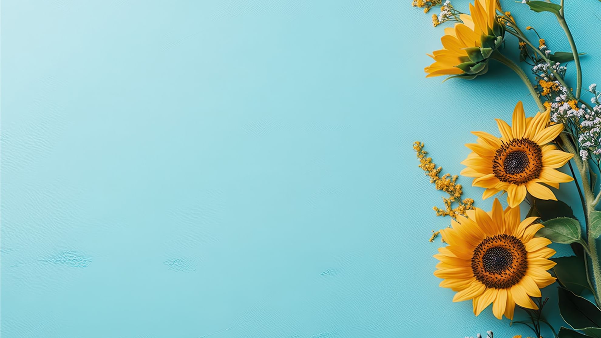 Three sunflowers with buds and leaves on blue background where spring begins.