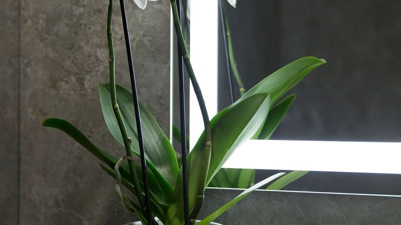 Close-up of a flower vase at Warwick Reine Astrid - Lyon