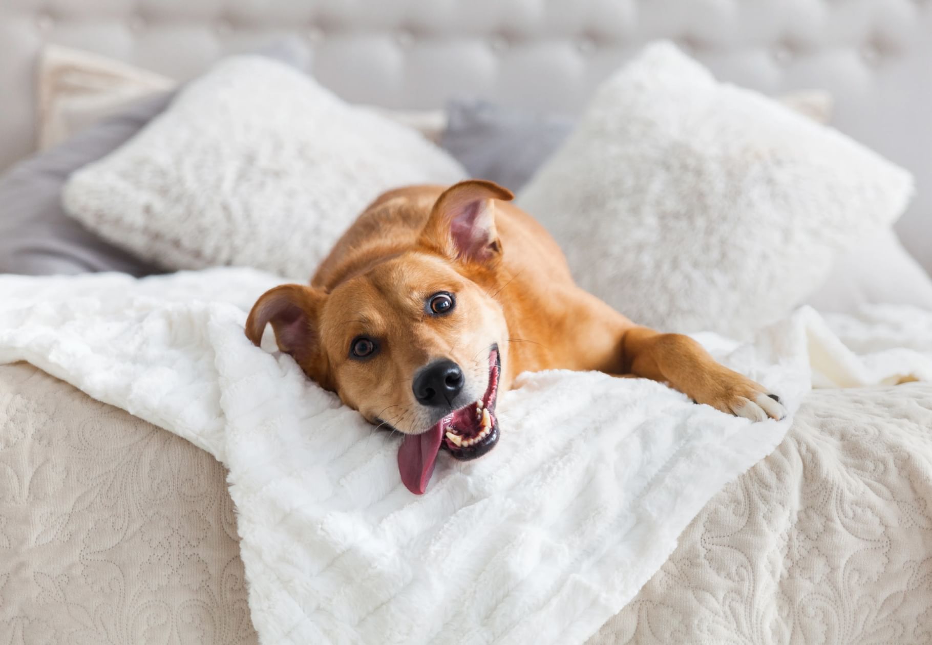 Dog resting on a bed with soft pillows at Temple Gardens Hotel & Spa