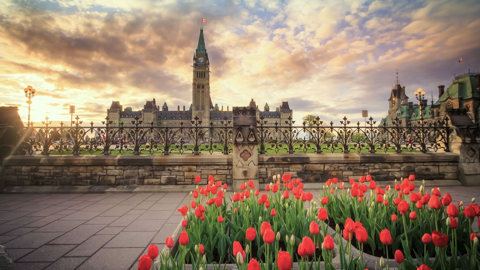 Tulips near Canadian Parliament near ReStays Ottawa