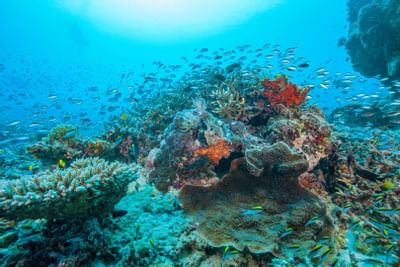 Great coral reefs near Heron Island Resort