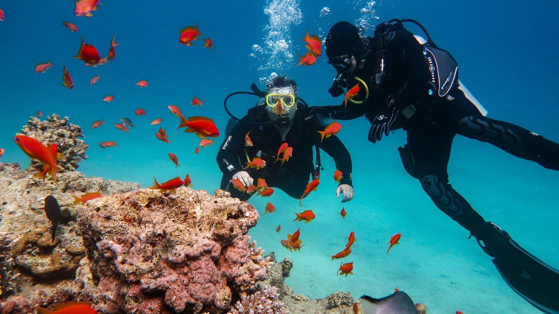Two scuba divers are surrounded by vibrant orange fish and colorful coral near the beautiful La Zebra Hotel