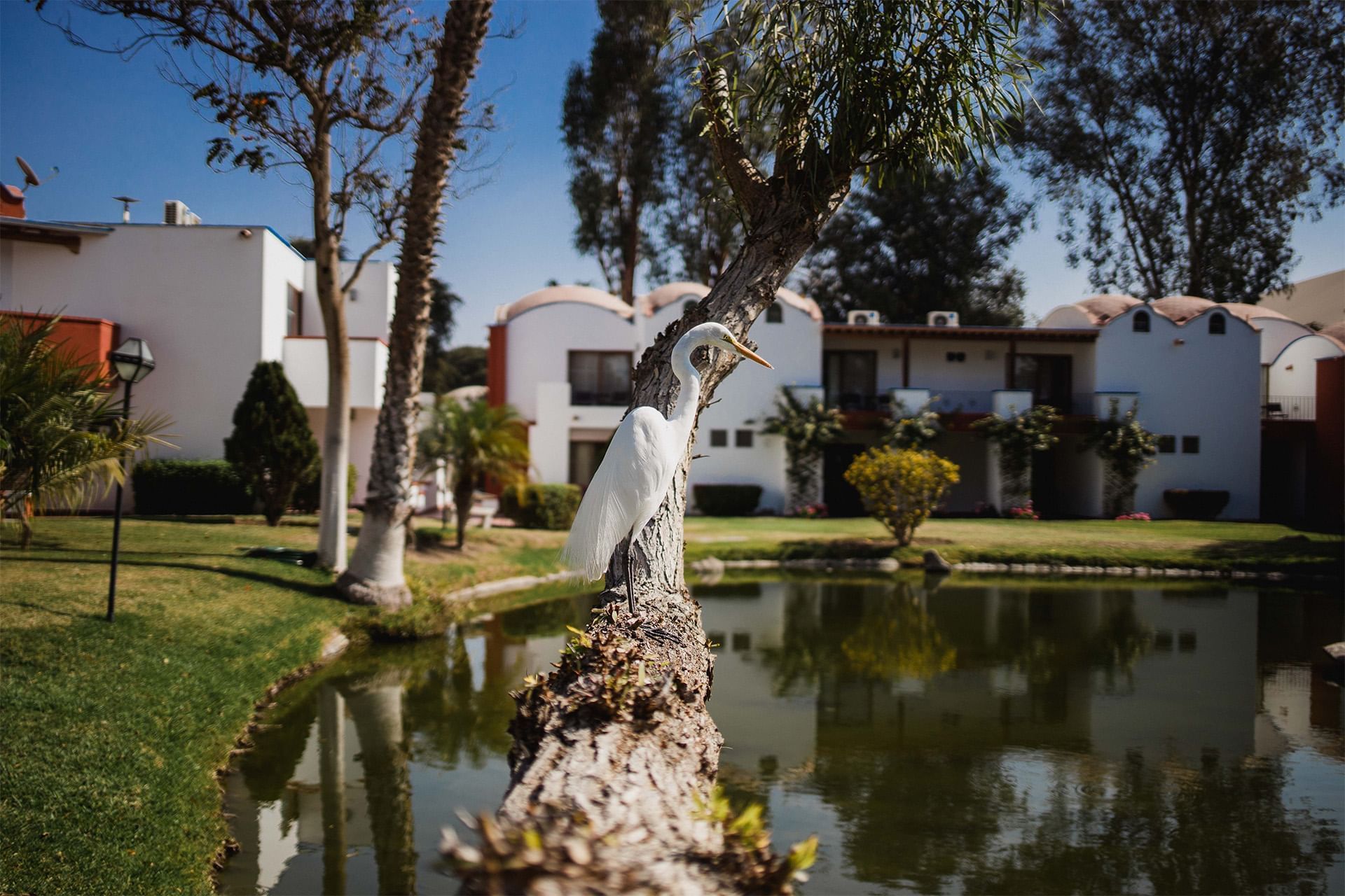 A white egret perches on a tree branch by a tranquil pond, with Las Dunas Resort Ica