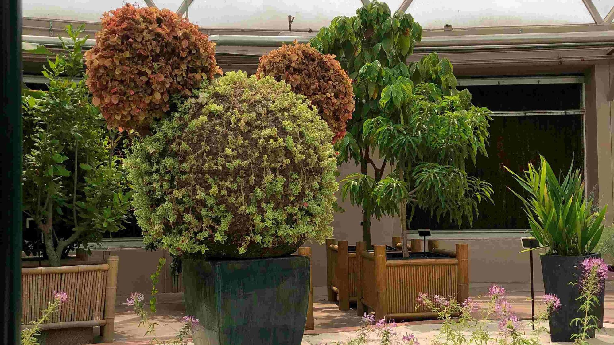 Mickey Mouse shaped shrub at Living with The Land at Disney's EPCOT to signify Earth Day