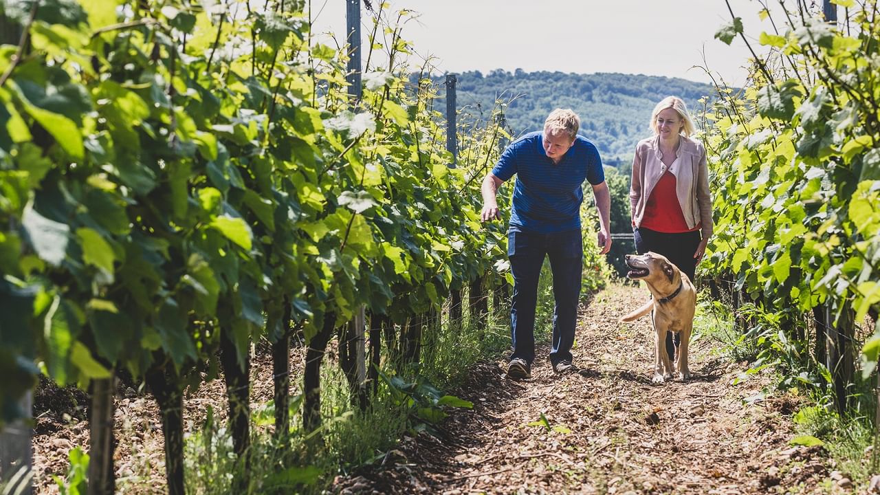 Two guests walking with a dog through a sunny vineyard with rolling hills in the background for Members: Fall Harvest Savings