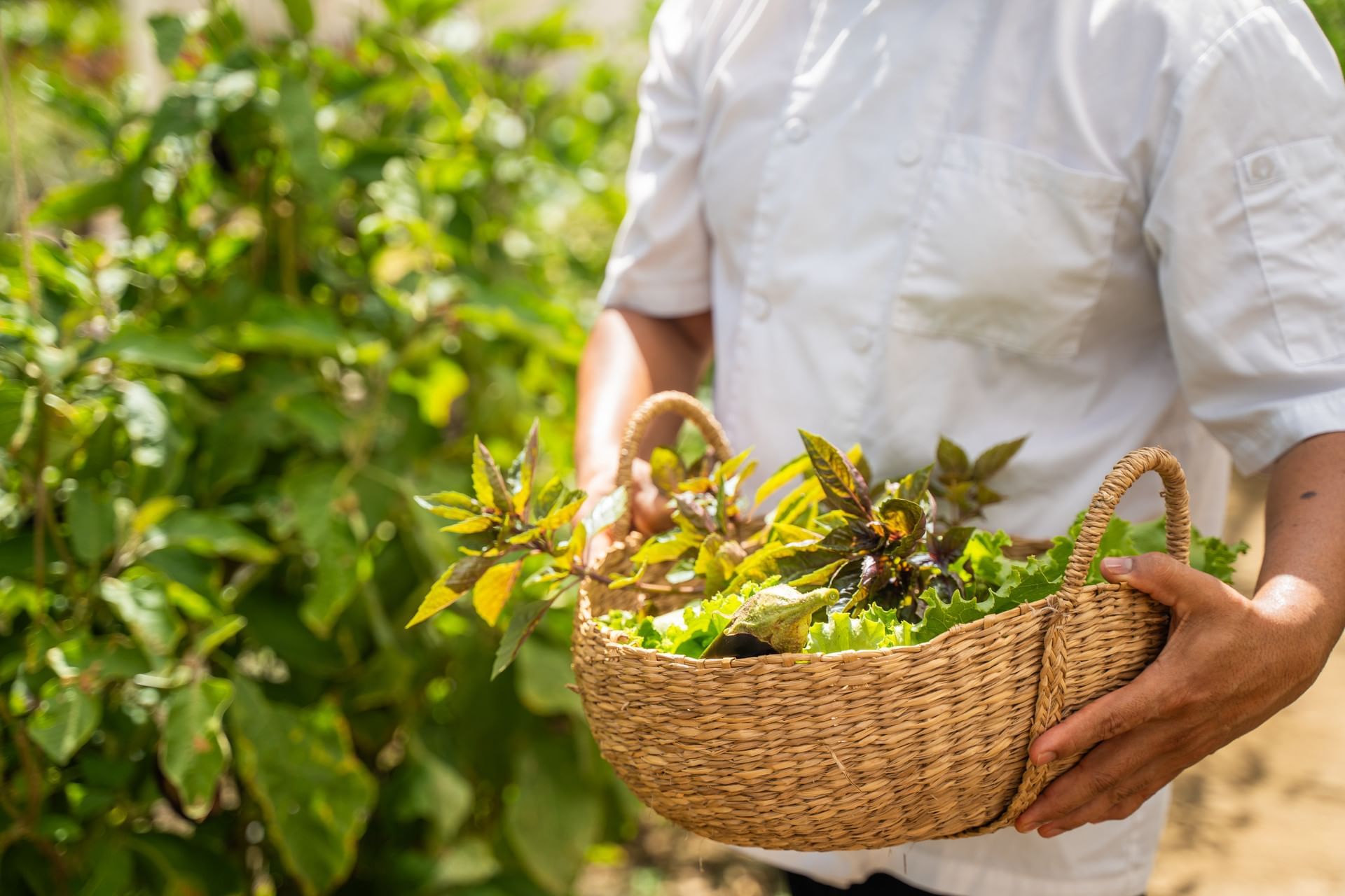Man in a white coat holds a woven basket filled with fresh herbs and leafy greens at Golden Rock Resort