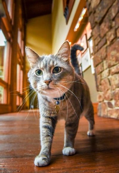 Tabby cat at pet program at Alderbrook Resort