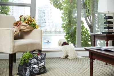 View of Dog looking outside of window at Granville Island Hotel
