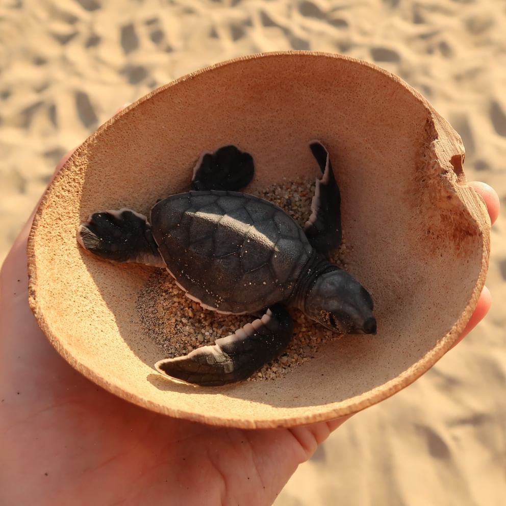 Baby turtle rescue program at the Hotel Hacienda del Mar Los Cabos.