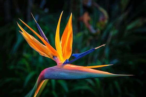 Close-up of a Birds of paradise flower at Trianon Bonita Bay