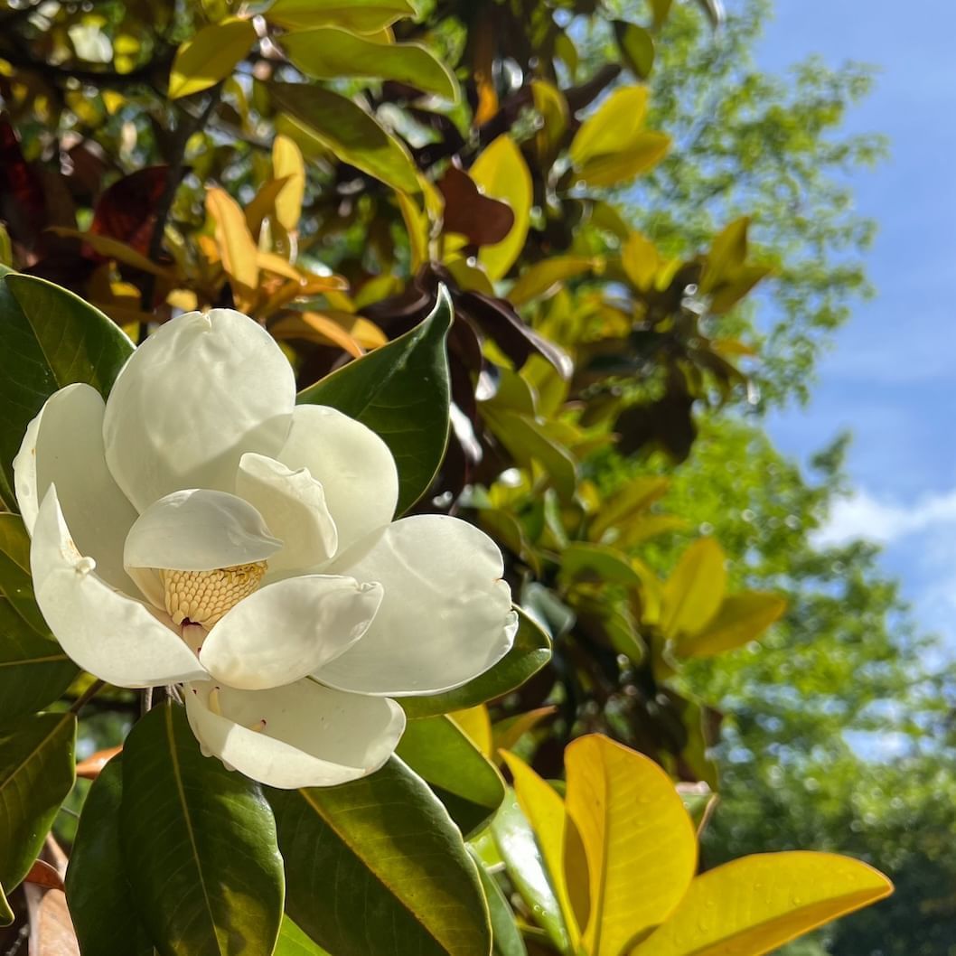 Close-up of a white magnolia flower with green leaves at Umstead Hotel and Spa
