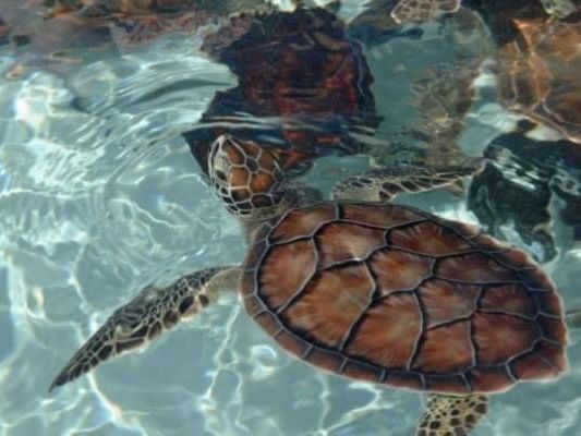 Turtle swims gracefully through crystal-clear water, surrounded by coral at Cayman Turtle Centre, The Residences at Seafire.