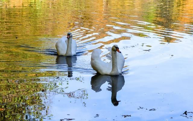 swans at Westmorland Park bracknell