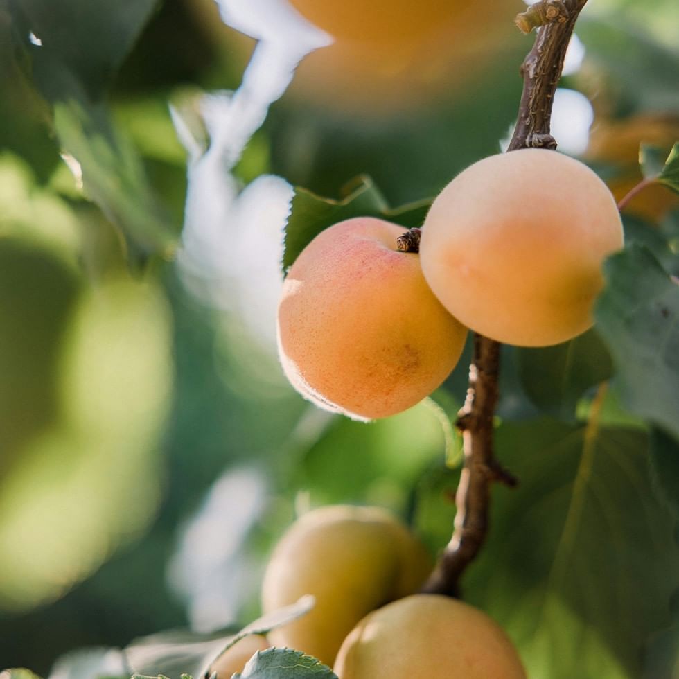 Close-up of ripe apricots hanging from a branch for Tasting of exquisite juices.