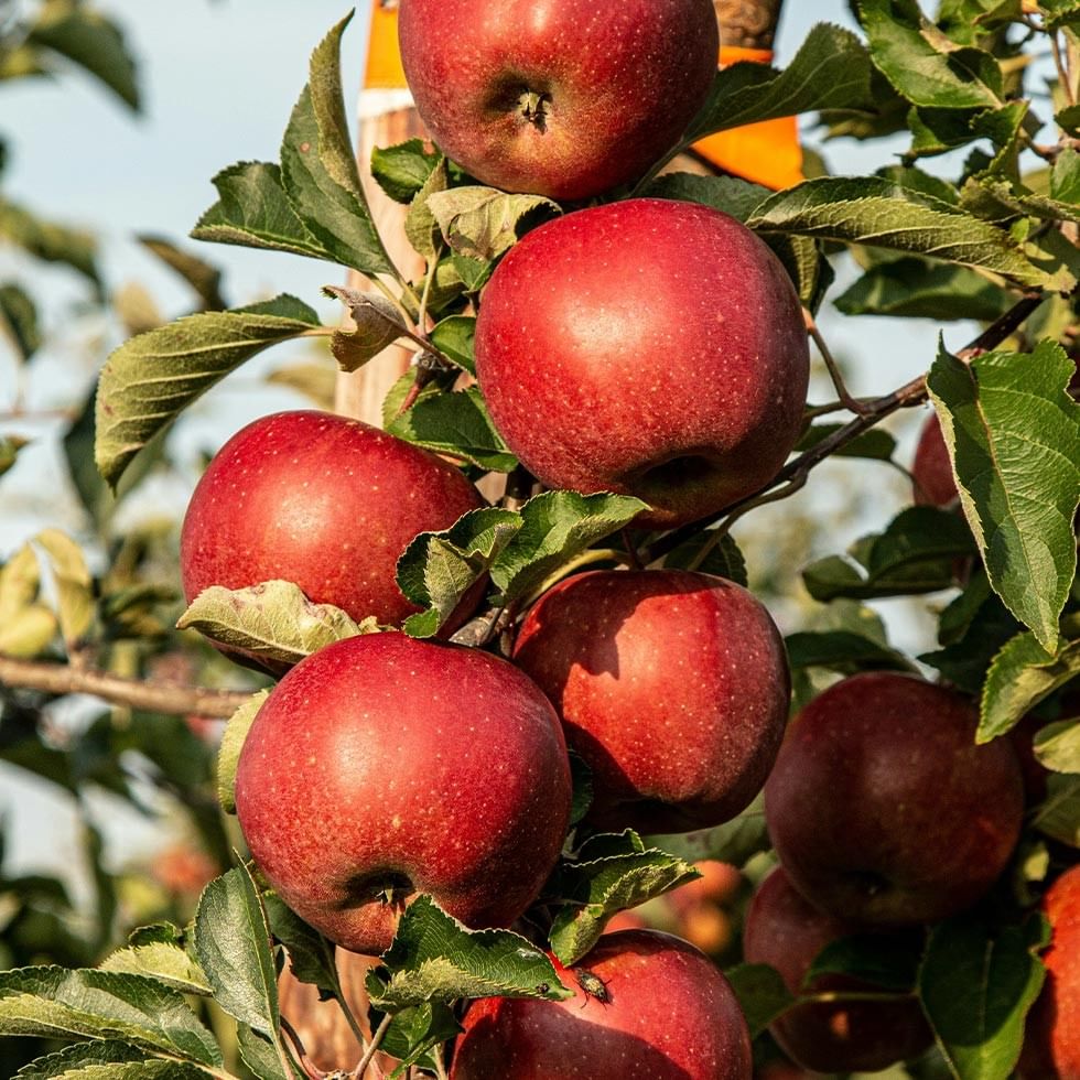 Rote Äpfel hängen an einem Baum in einem Obstgarten bei der Degustation erlesener Säfte.