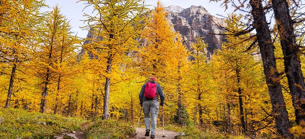 Hiker walking along a trail through golden larch trees in the mountains.