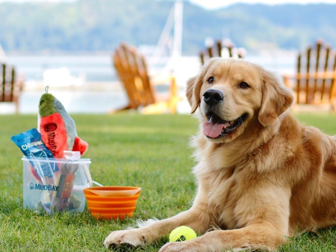 A dog with a variety of chew toys at the Alderbrook Resort