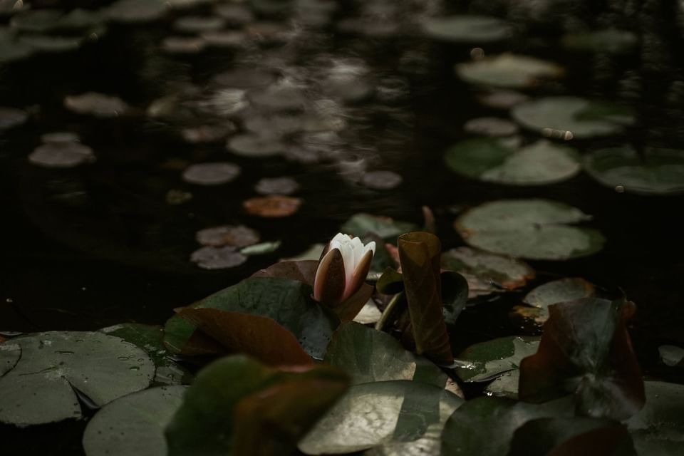 A serene pond scene featuring a budding white water lily at The Dwarika’s Hotels and Resorts