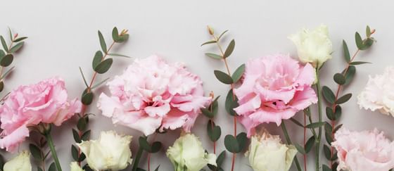 Close-up of pink & white roses, Rosen Inn at Pointe Orlando