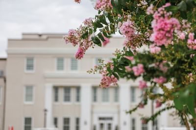 Close-up of pink crepe myrtle blossoms with the classic white hotel building elegantly blurred at Centennial Plaza Resort