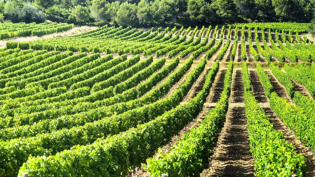 Champ de vignes avec des rangées bien rangées de vignes vertes près des Hôtels Oceania