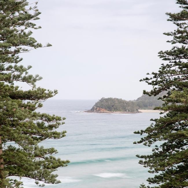 Elysium Manly ocean view through pine trees overlooking a distant island and blue waters, highlighting Manly attractions