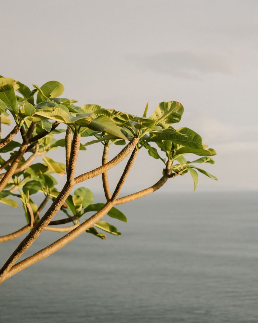 Primer plano de hojas tropicales de un verde intenso con el suave océano como telón de fondo, cerca de la costa de Morgan's Rock Reserve & Ecolodge.