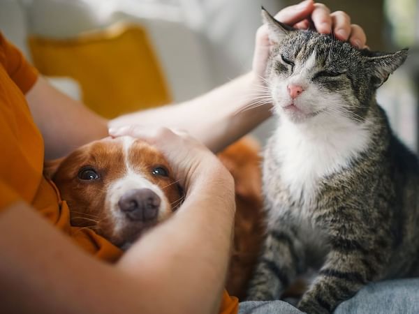 Close up of person touching a cat and holding a dog at Coast Penticton Hotel