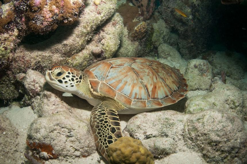 A turtle resting on rocks in sea near Windsong Resort On The Reef