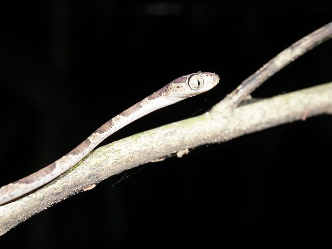 Únete a los tours nocturnos del Summit Rainforest y explora la vida silvestre que despierta al caer el sol.