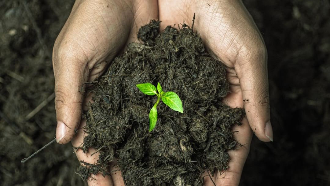 Hands holding a plant with soil at Buena Vista Del Rincon