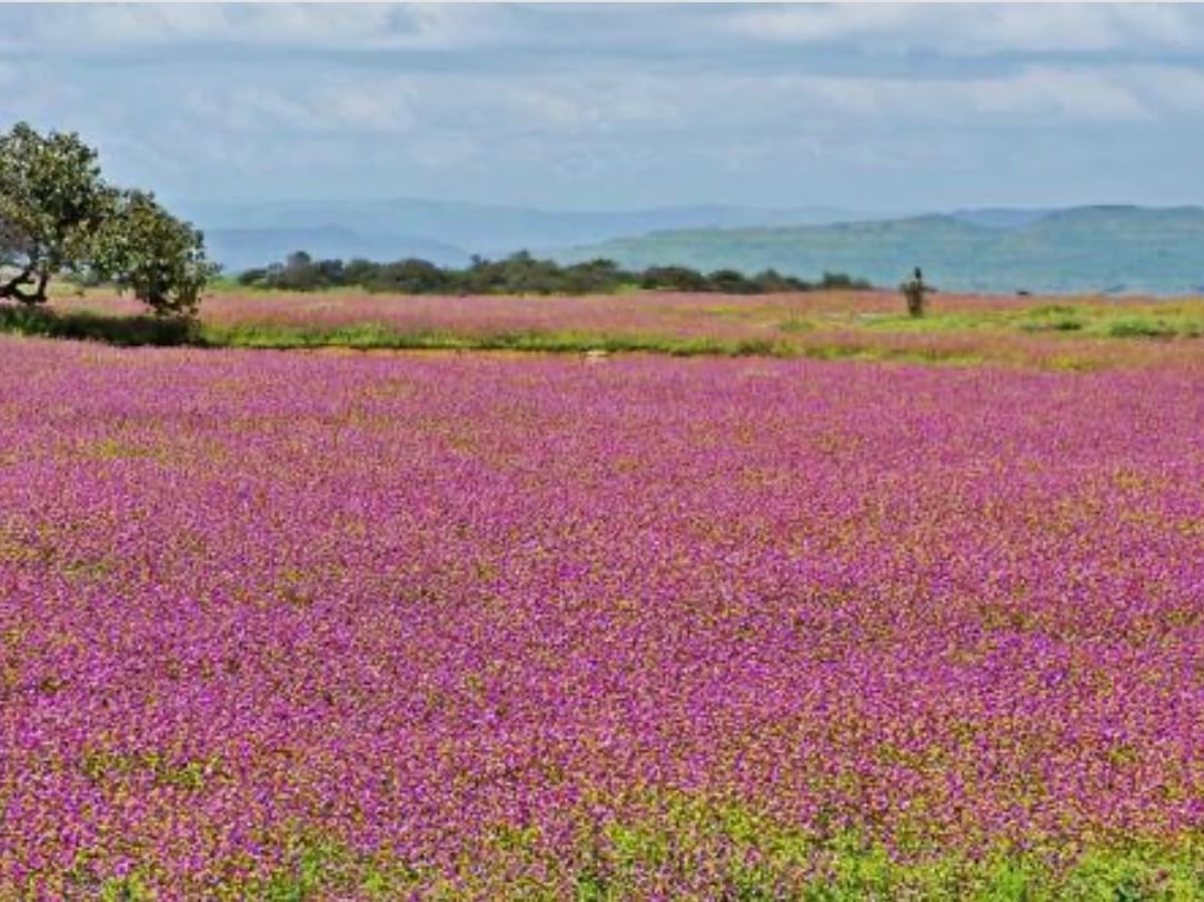 Field of bloomed pink flowers in Kas Plateau near Eastin Easy Vita