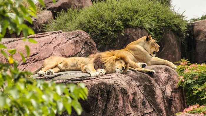 Lion & lioness on a rock in Bordeaux Zoo near Originals Hotels