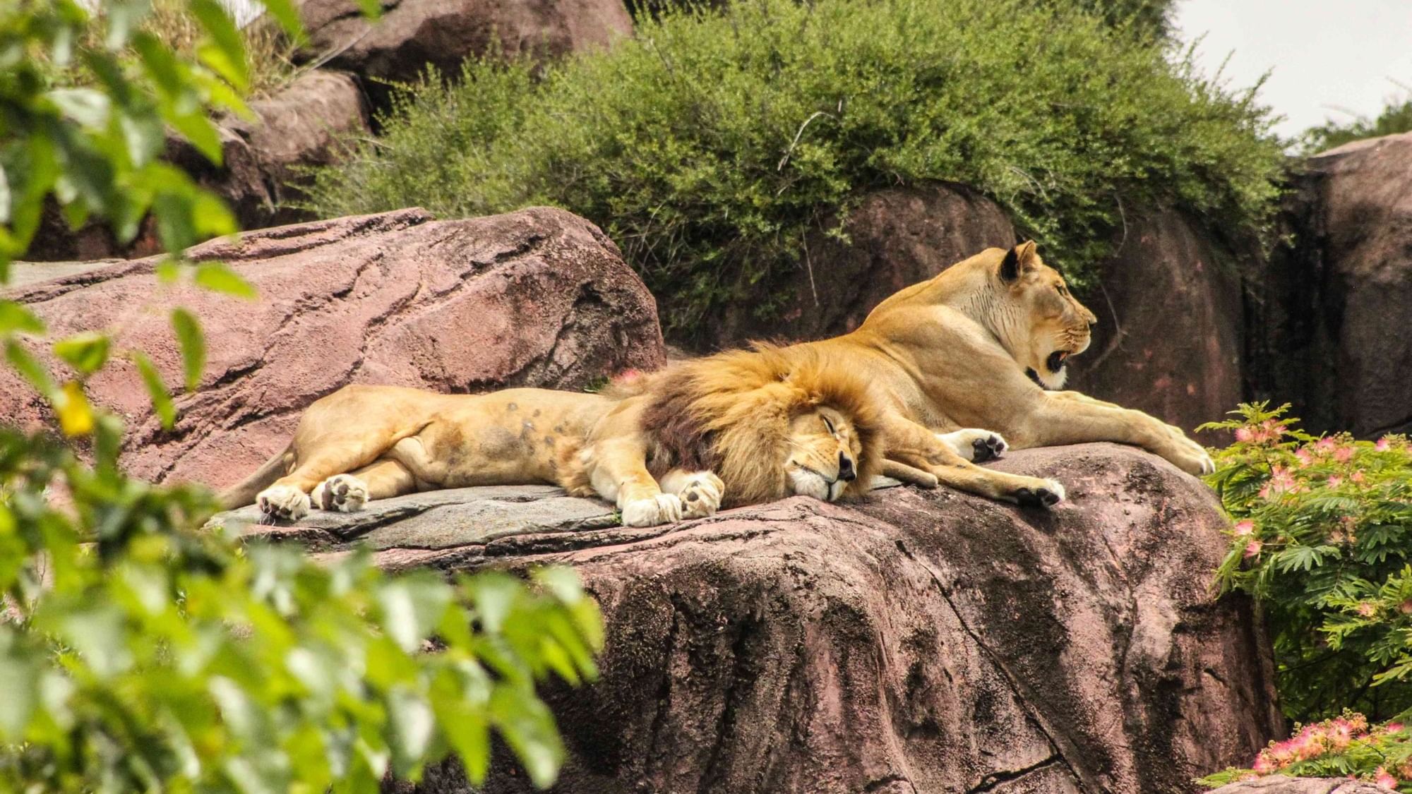 Lion & lioness on a rock in Bordeaux Zoo near Originals Hotels