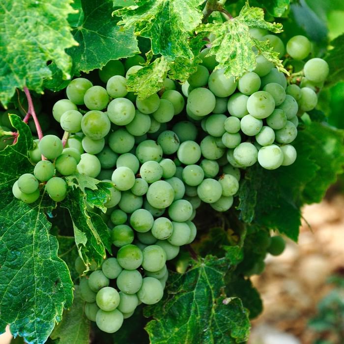 Cluster of unripe green grapes hanging from vine with leaves, surrounded by a blurred background of foliage and ground.