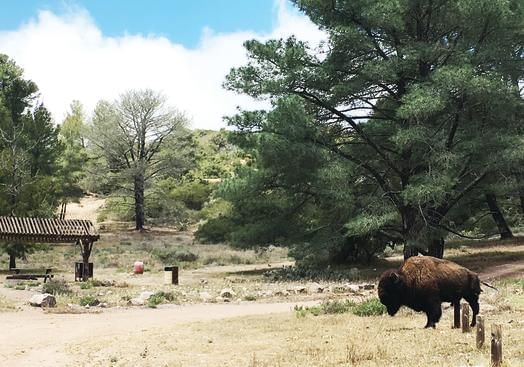 Bison grazing near trees and a wooden structure near Catalina Island luxury hotels