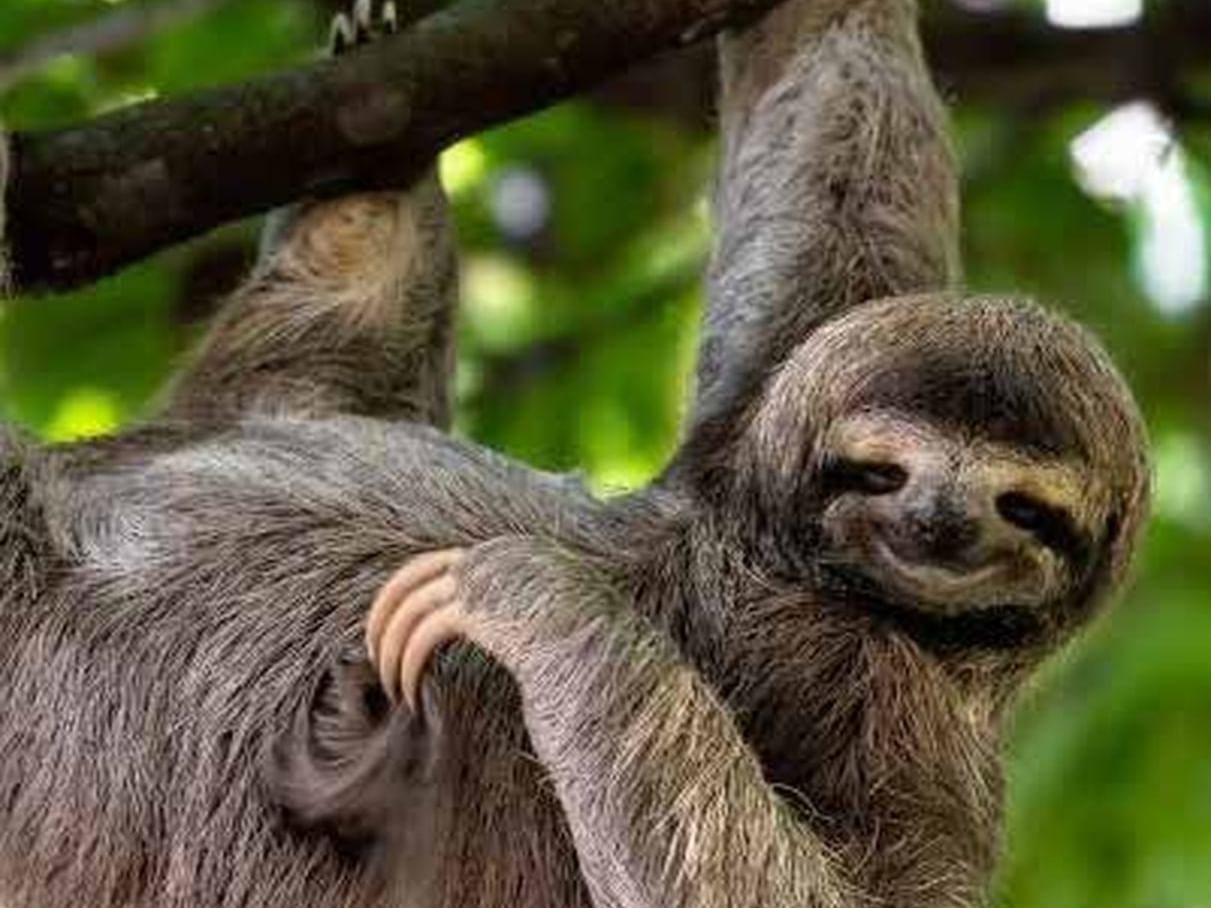 Primer plano de un perezoso en el Jardín de Perezosos La Perica, Playa Cativo Lodge