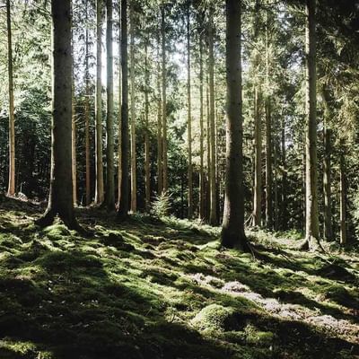 Sunbeams through woods in the forest near Falkensteiner Hotels