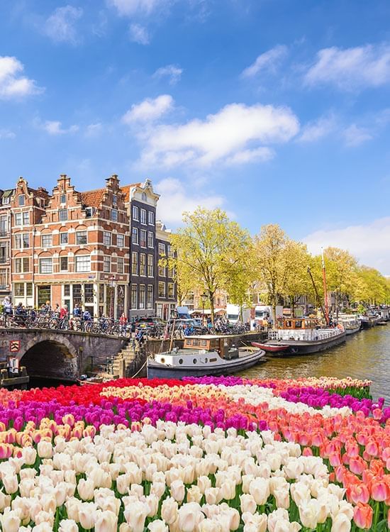 Amsterdam canal with tulip flowers in the foreground